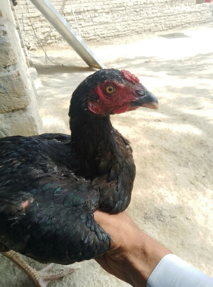Aseel Sindhi young pathas image 4