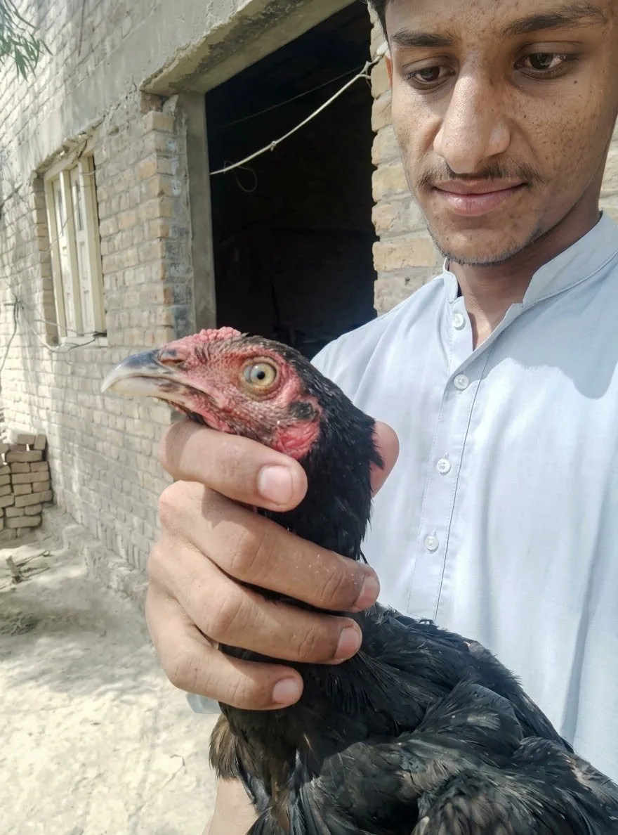 Aseel Sindhi young pathas image 3