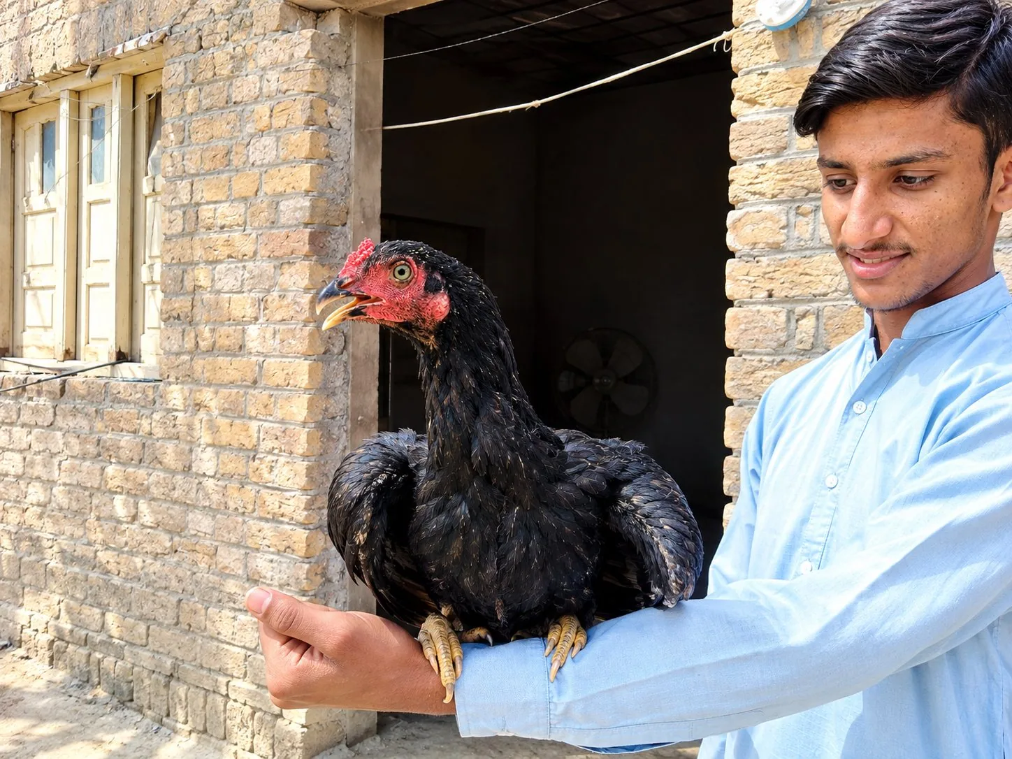 Aseel Sindhi young pathas image 5