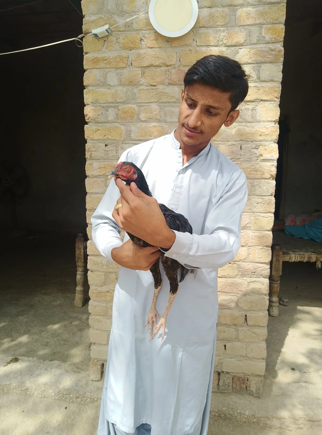Aseel Sindhi young pathas image 10