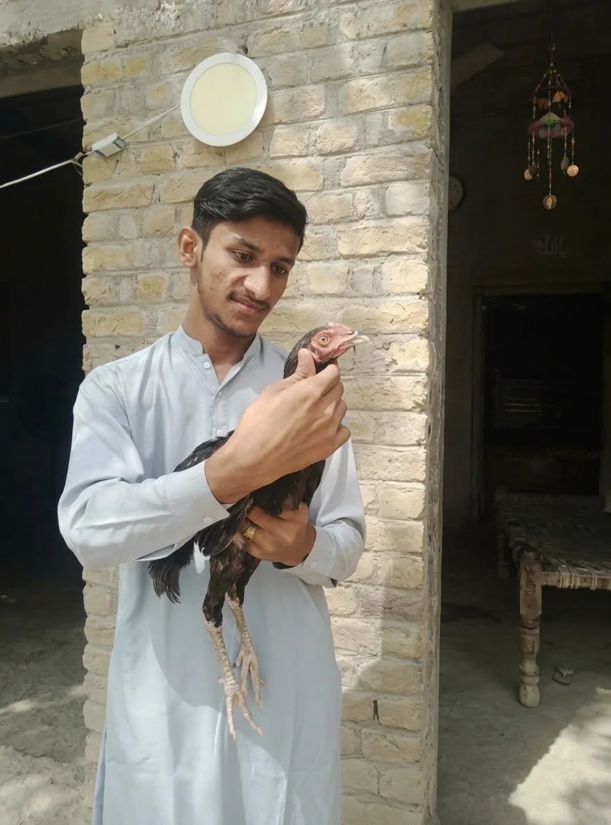 Aseel Sindhi young pathas image 2