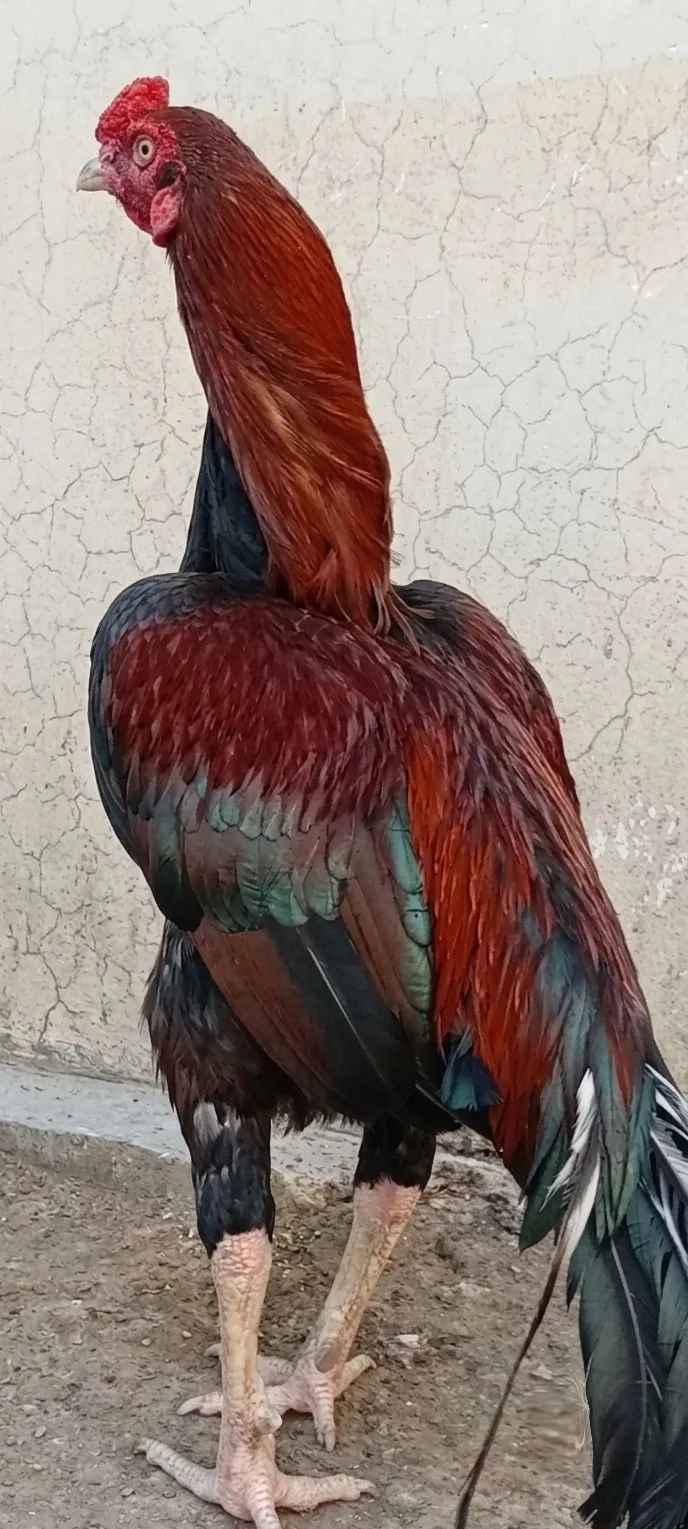 Thai Female + Mianwali Male β Healthy Breeding Pair fullscreen image 9