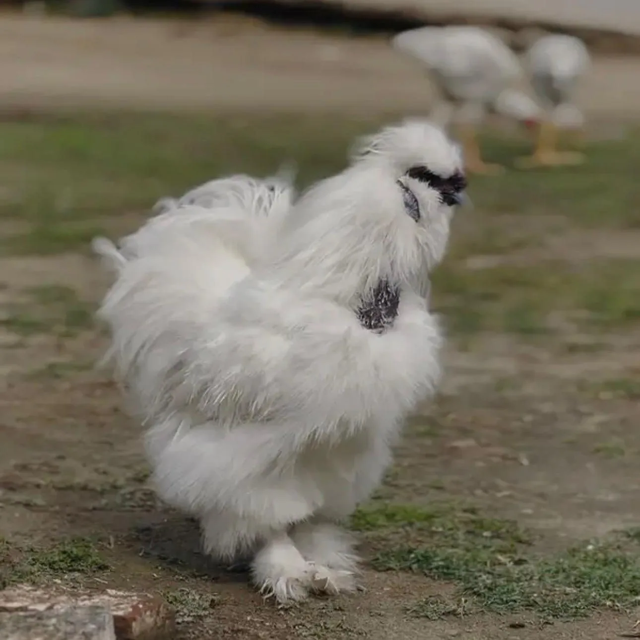 White silkie breeder male