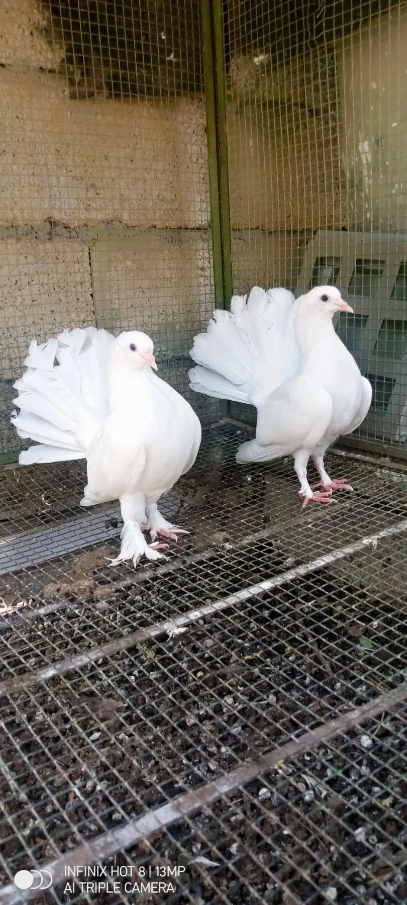 English fantail pair for sale image 2
