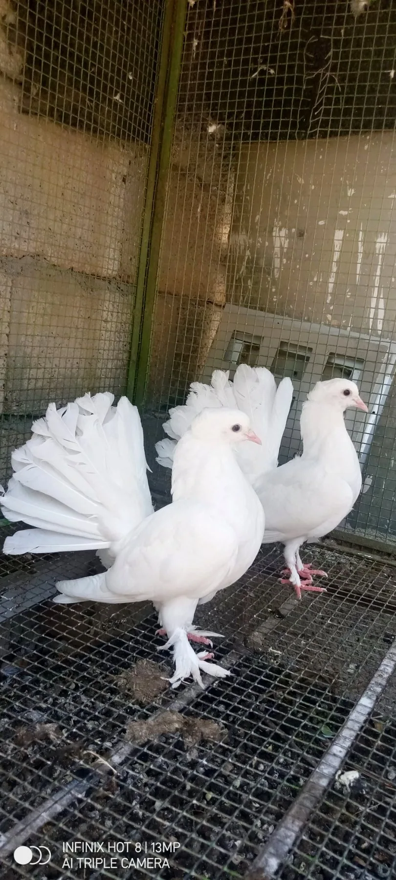 English fantail pair for sale image 3