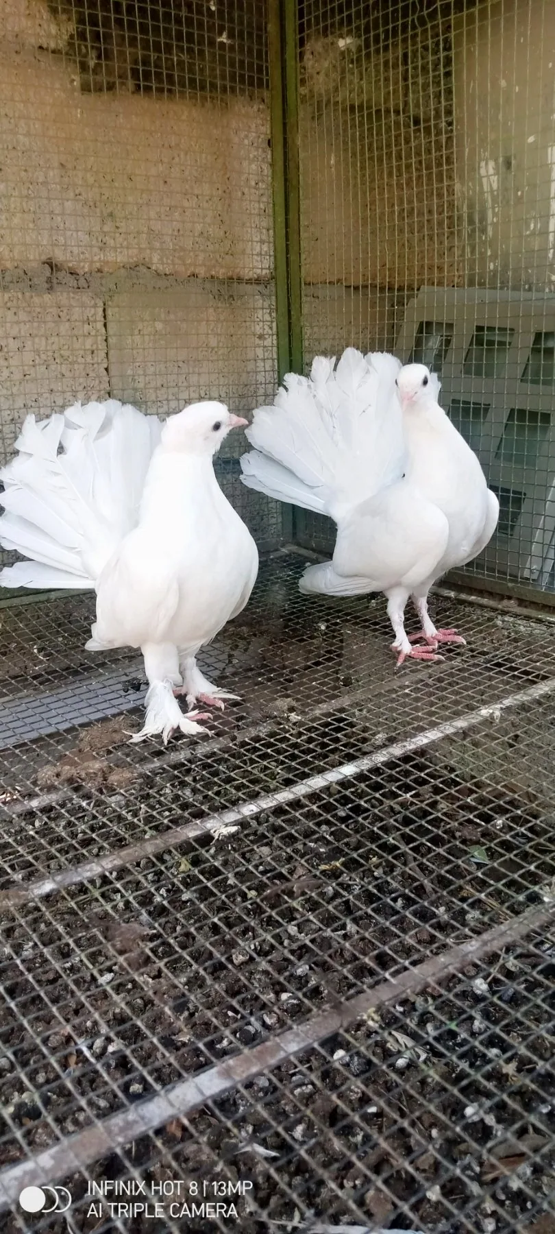 English fantail pair for sale image 1