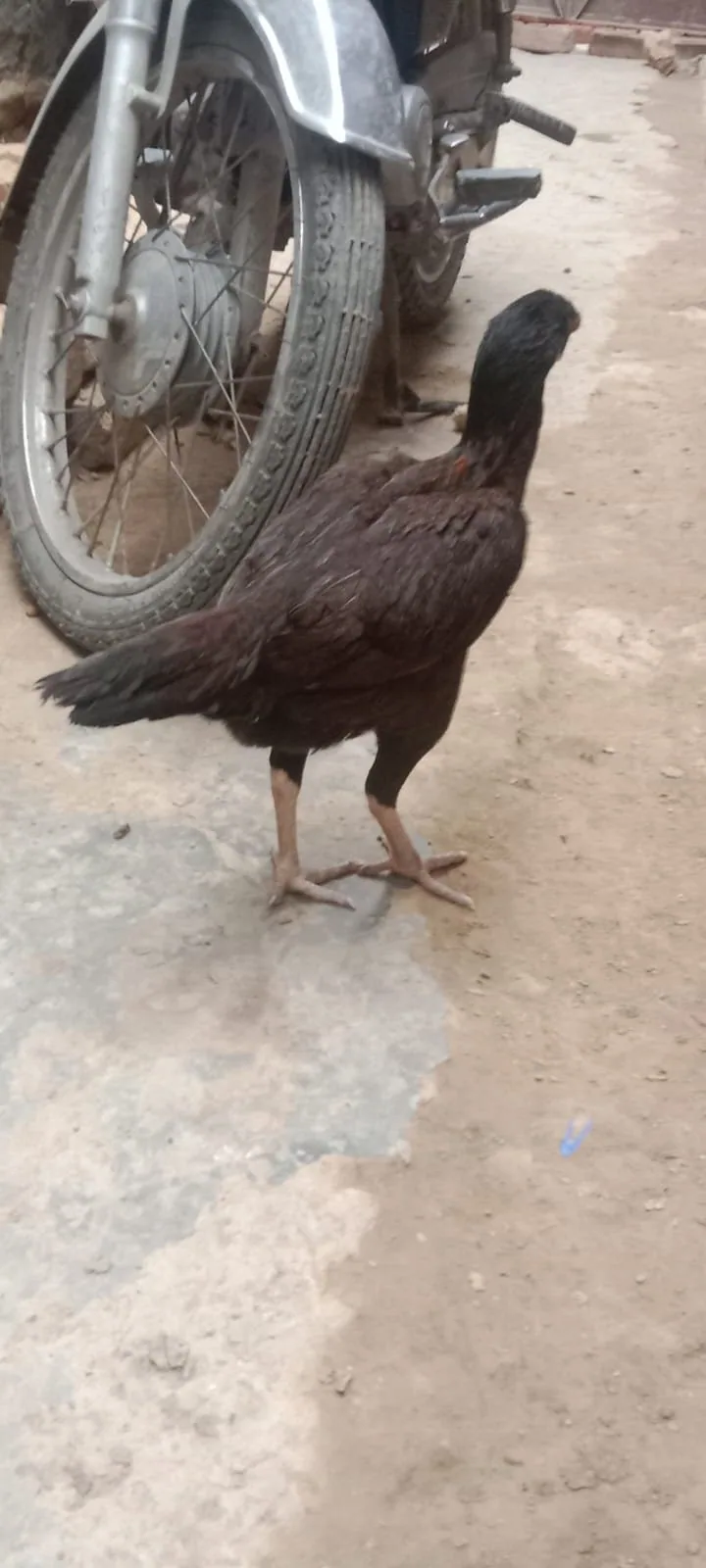 Aseel Murghi For Sale in Lahore 🐔 image 2