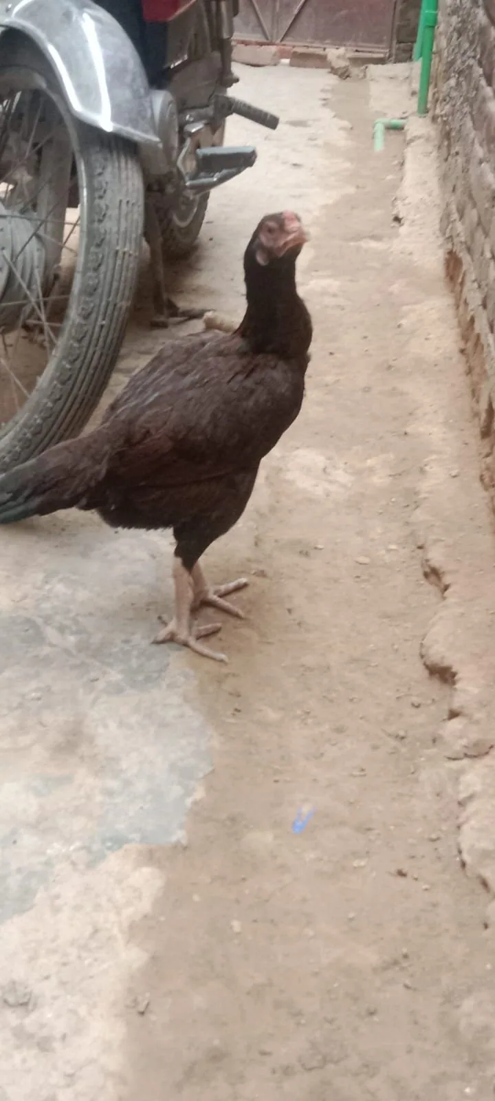 Aseel Murghi For Sale in Lahore 🐔 image 3