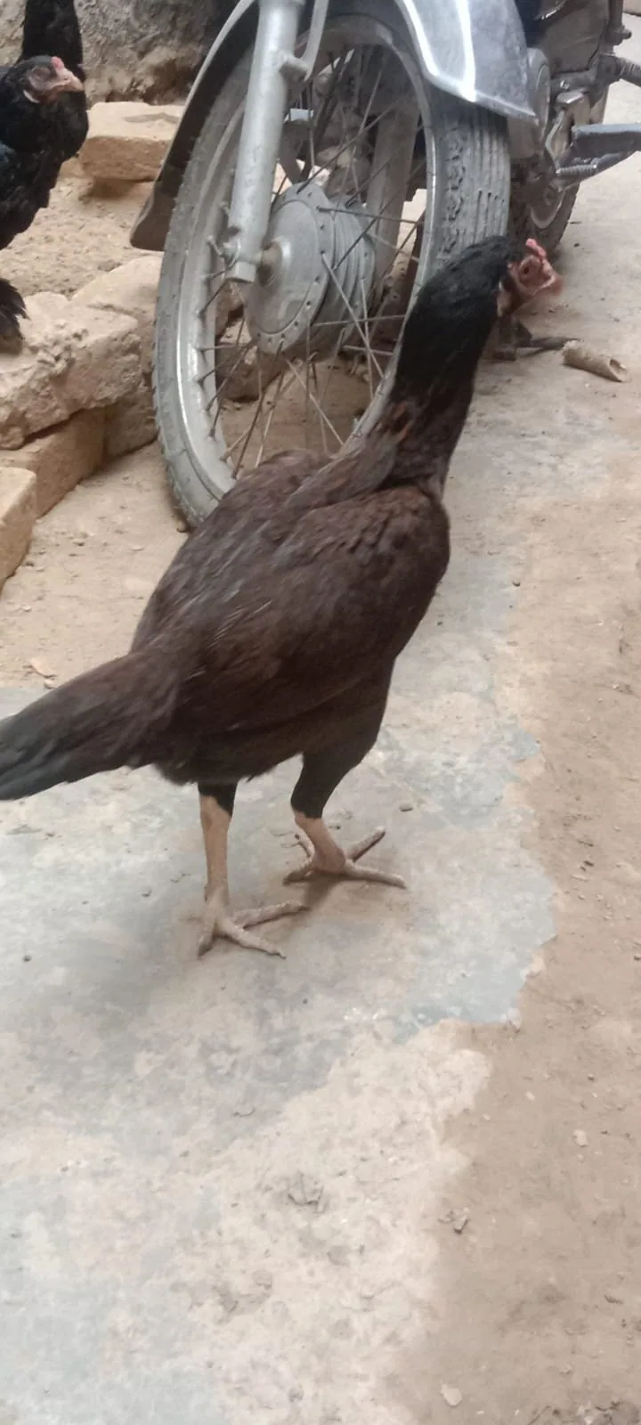 Aseel Murghi For Sale in Lahore 🐔 image 1