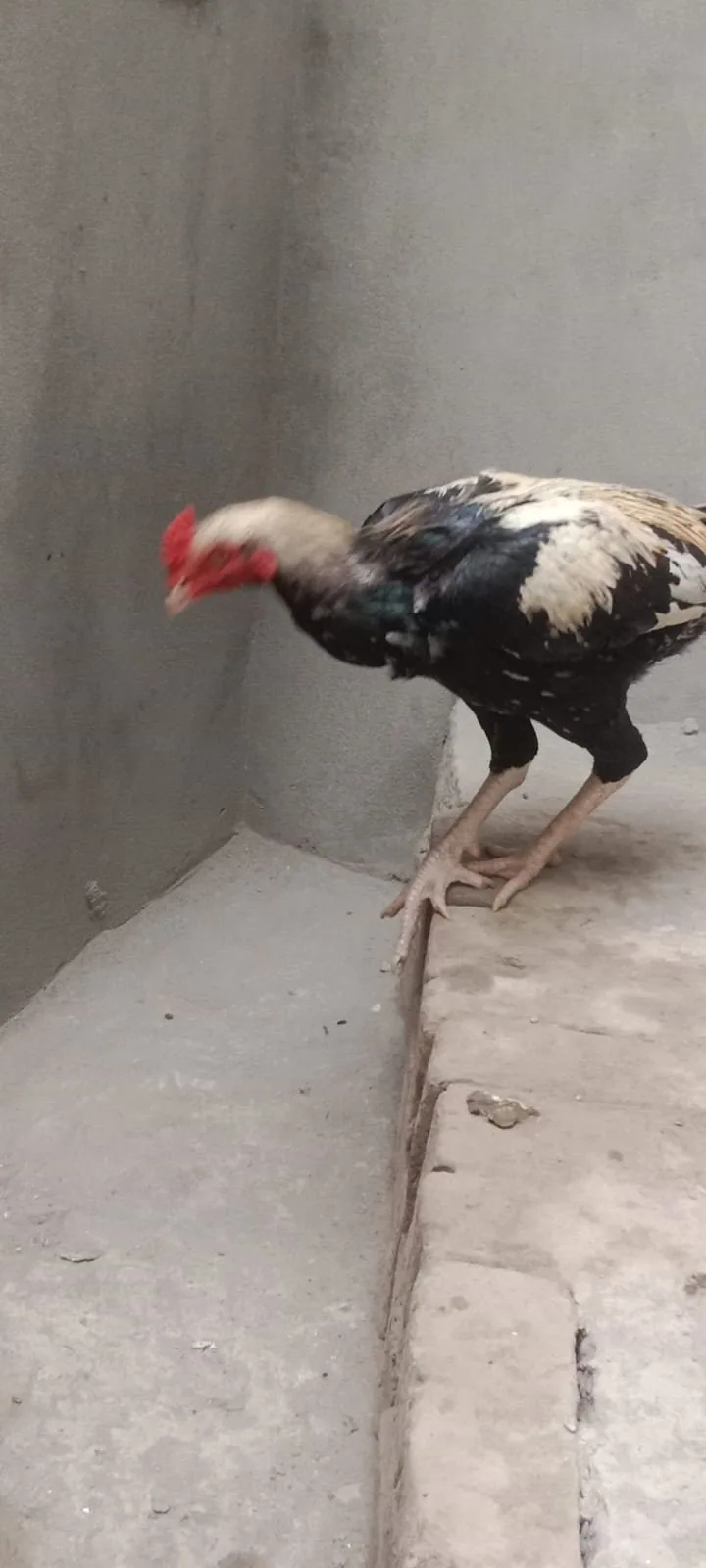 Aseel Murgha For Sale in Lahore 🐔