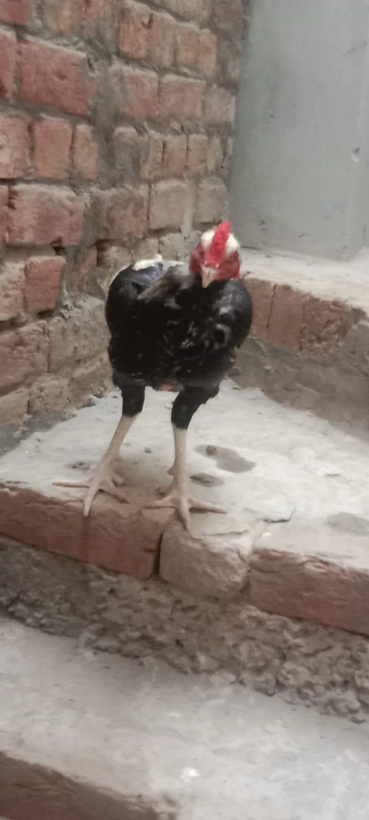 Aseel Murgha For Sale in Lahore 🐔 image 2