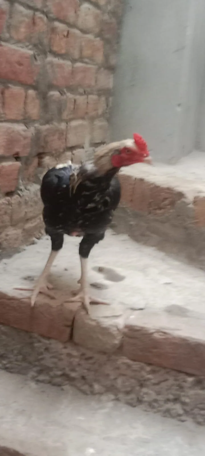 Aseel Murgha For Sale in Lahore 🐔 image 3