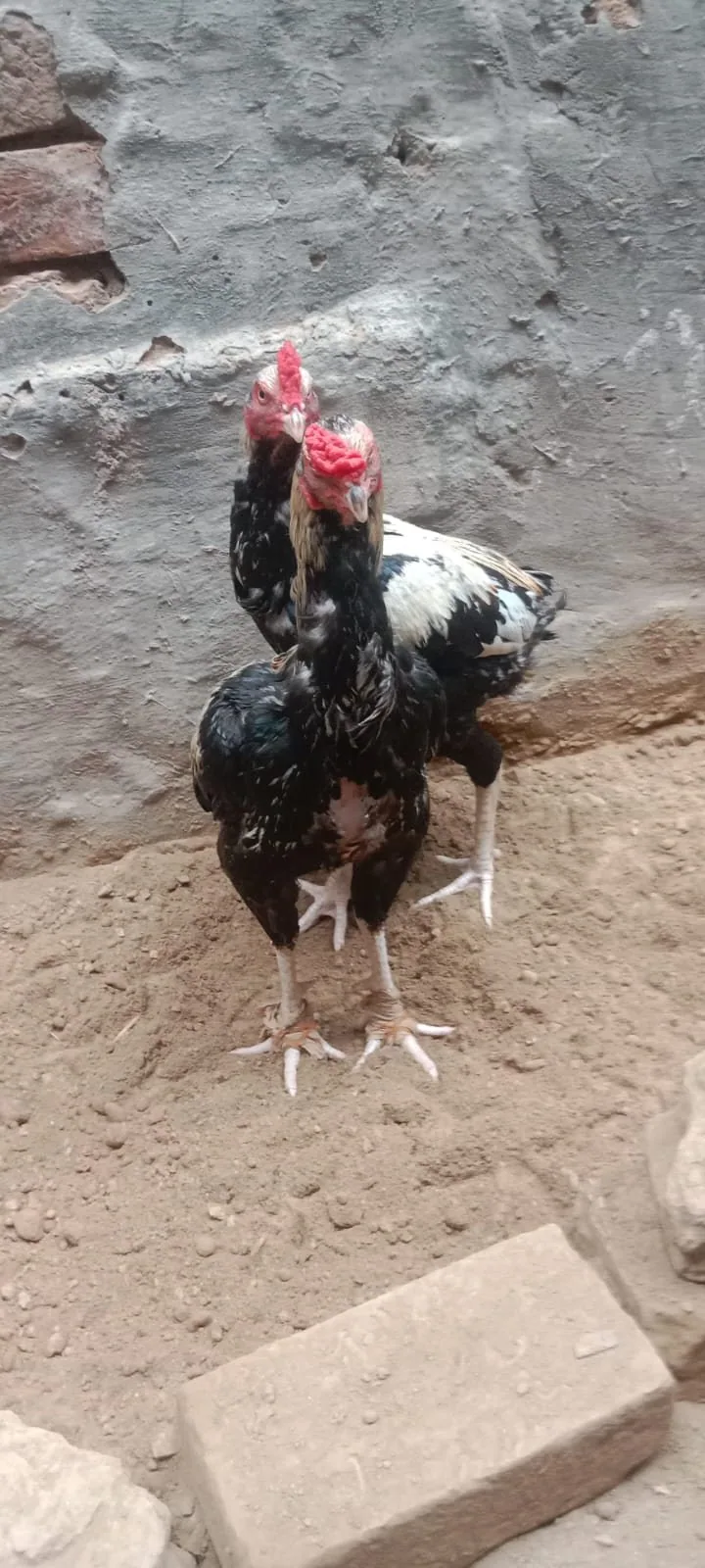 Aseel Murgha For Sale in Lahore 🐔 image 3