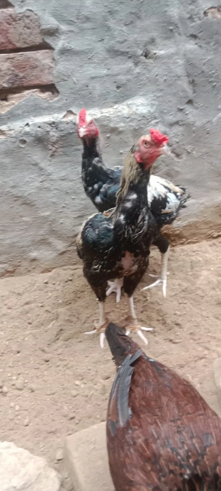 Aseel Murgha For Sale in Lahore 🐔 image 2
