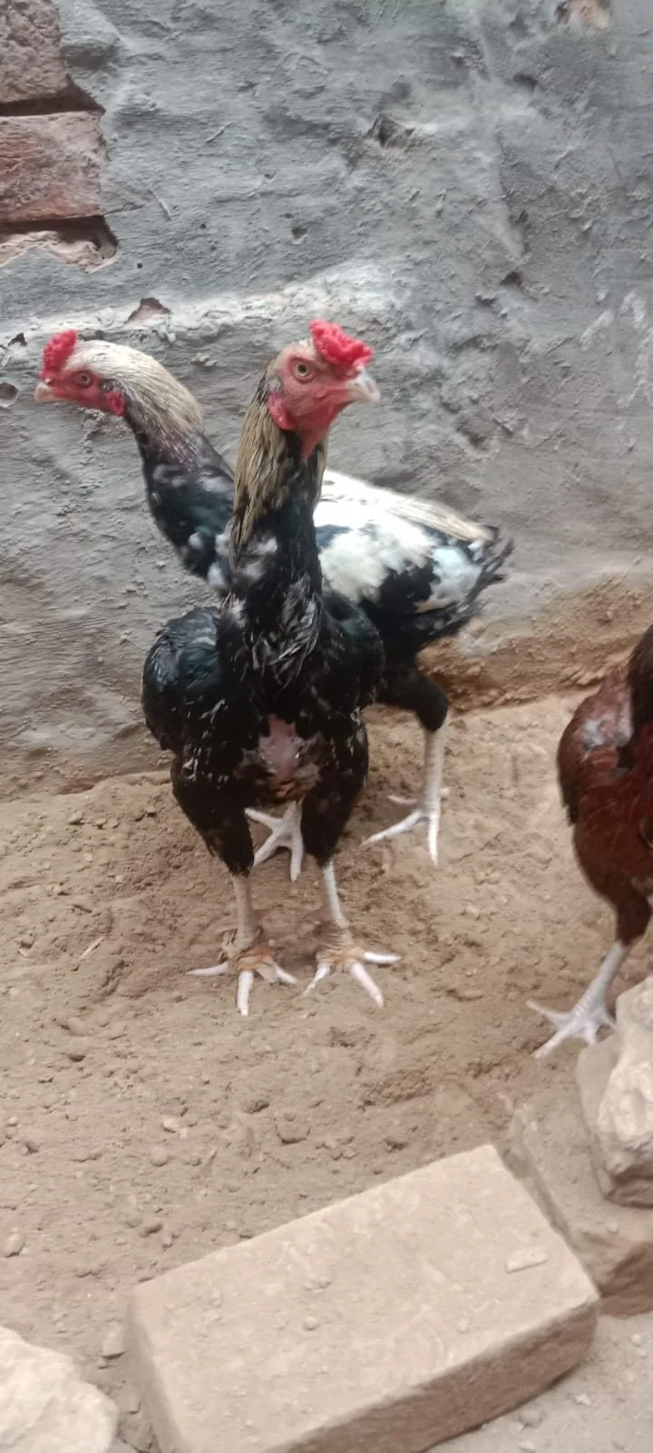 Aseel Murgha For Sale in Lahore 🐔