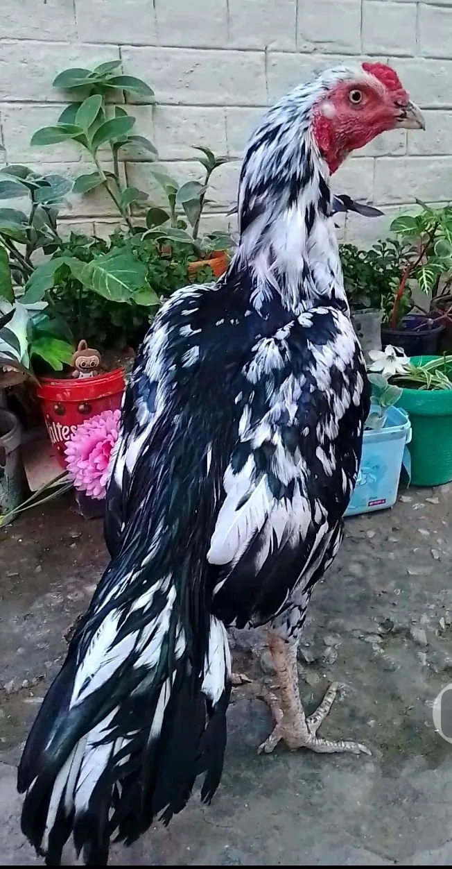 White aseel