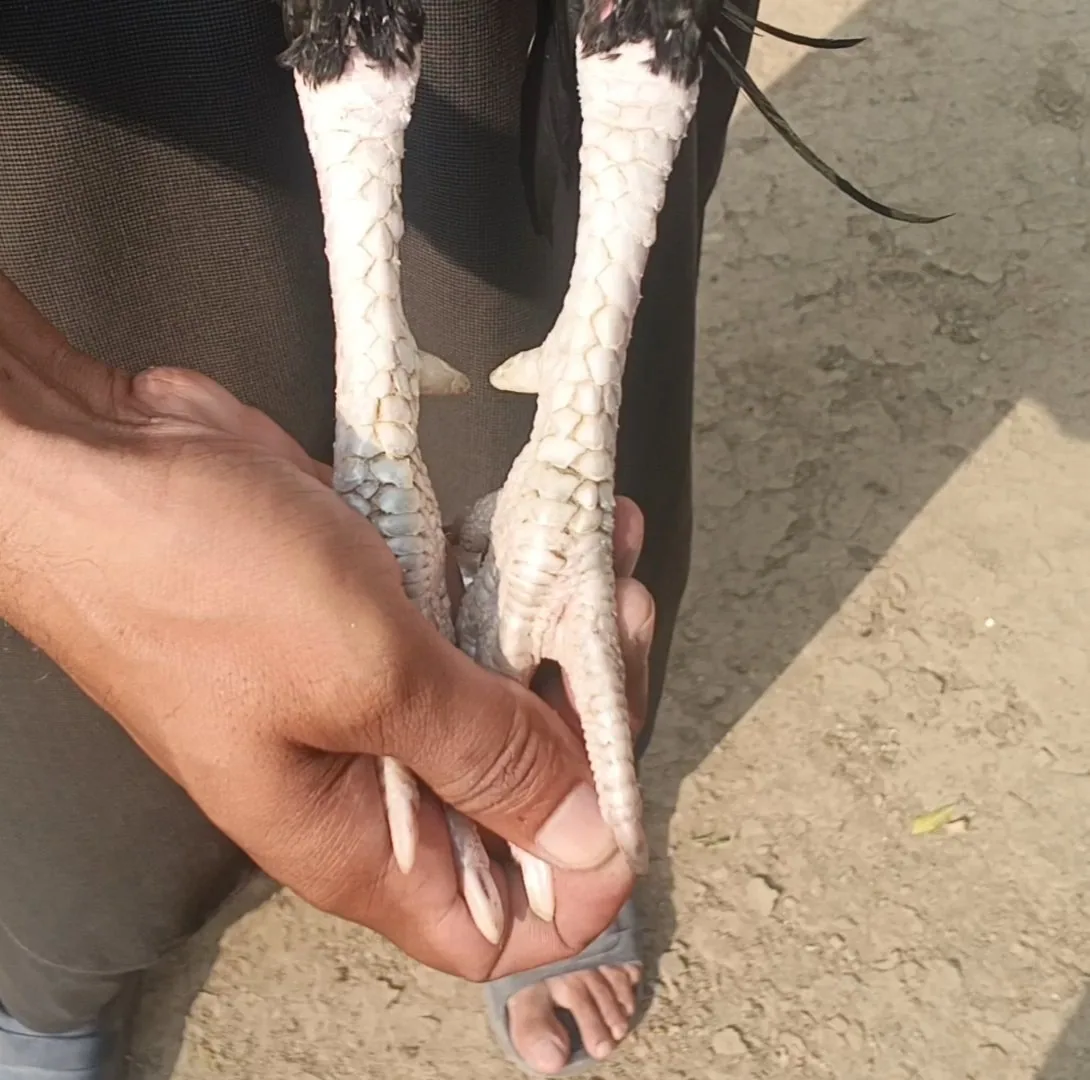 Aseel patha image 4