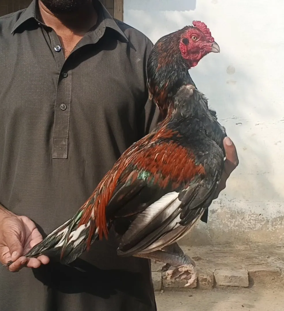 Aseel patha image 2