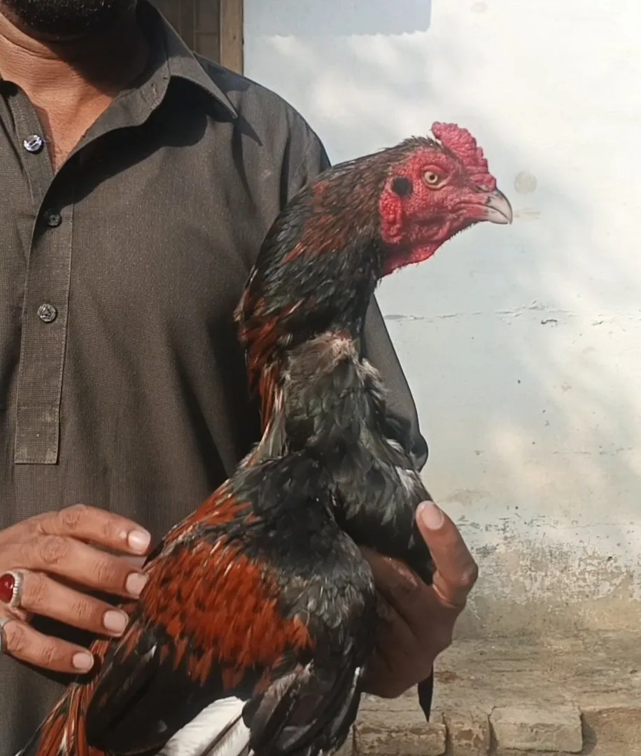 Aseel patha image 1