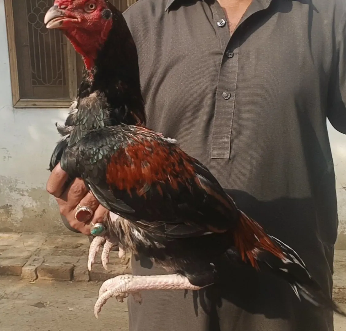 Aseel patha image 3