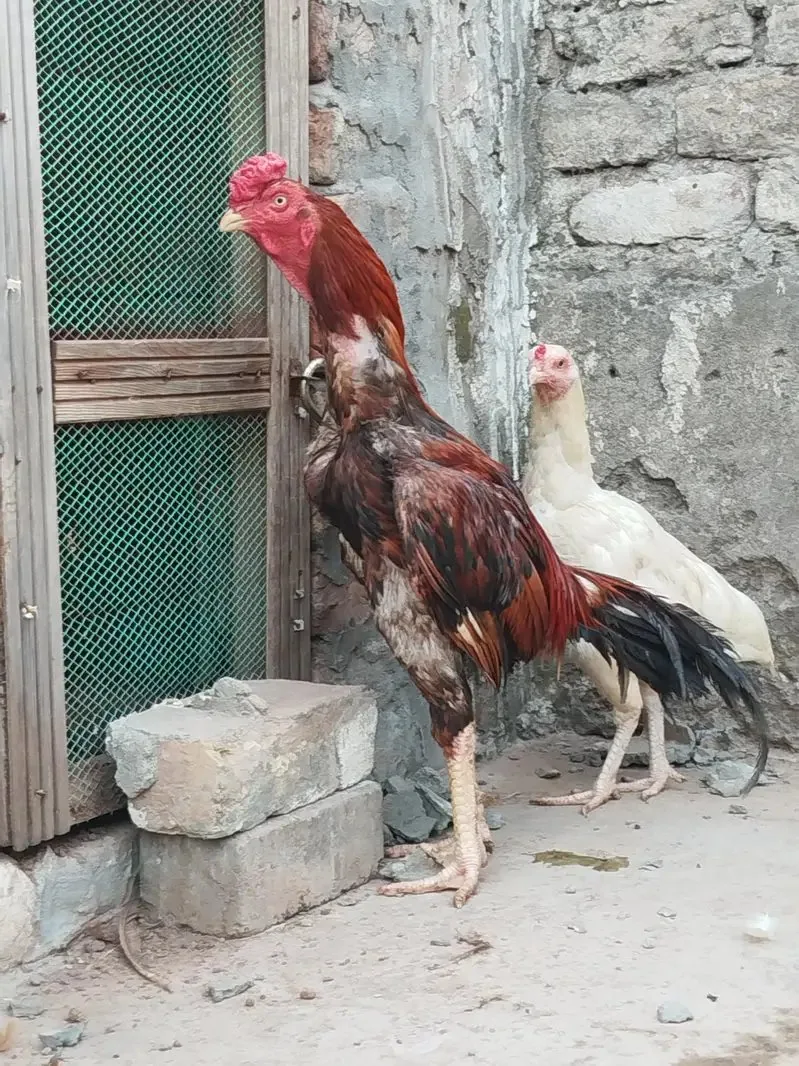 Lakha Aseel murgha image 3