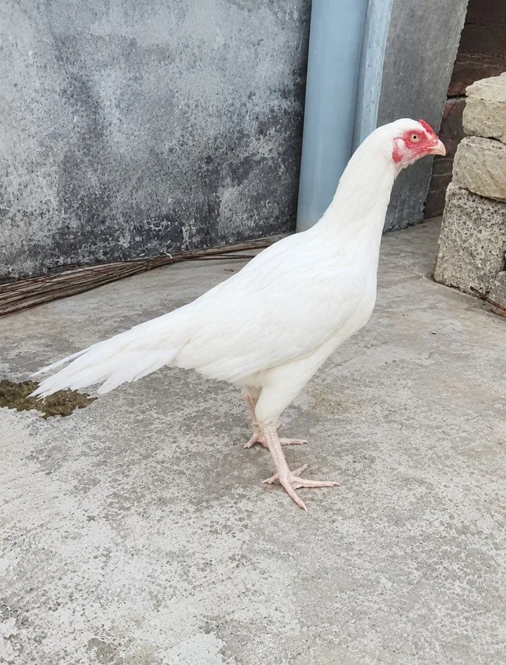 100% white heera female fullscreen image 1
