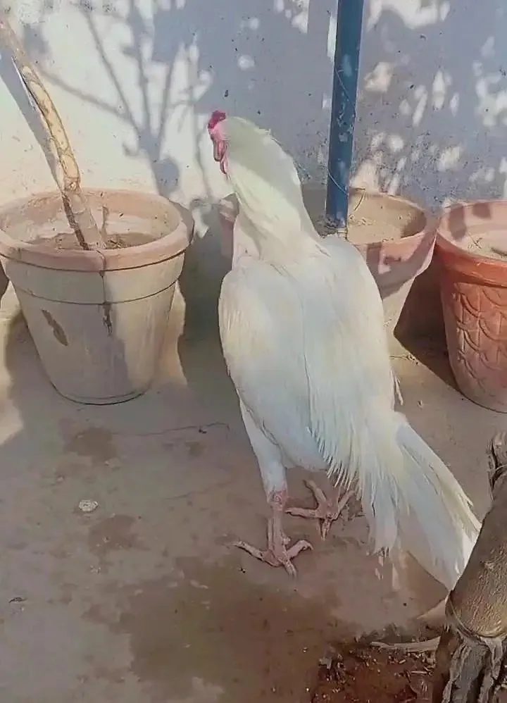 aseel heera breeder pair fullscreen image 3