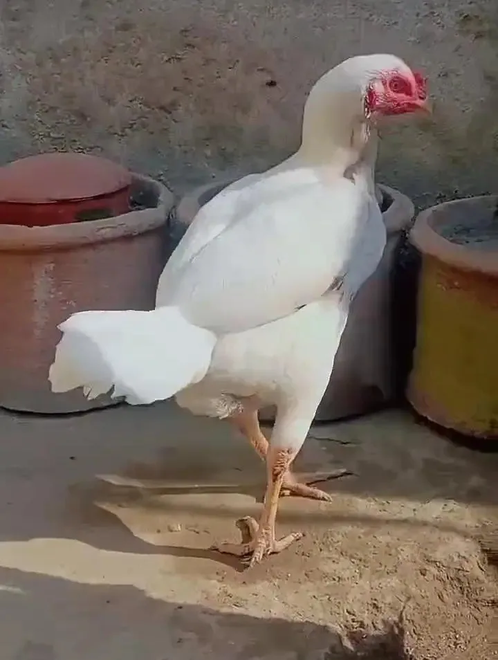 aseel heera breeder pair fullscreen image 2
